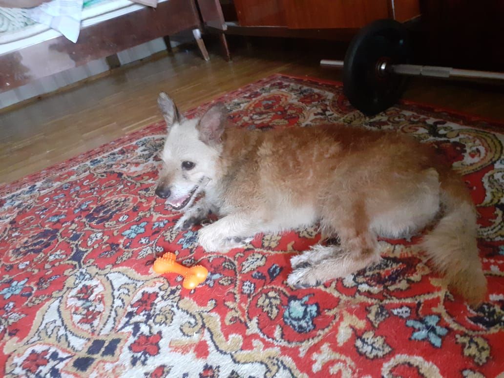 Неравнодушные родители решили всем миром помочь потерявшейся собаке с Белореченской